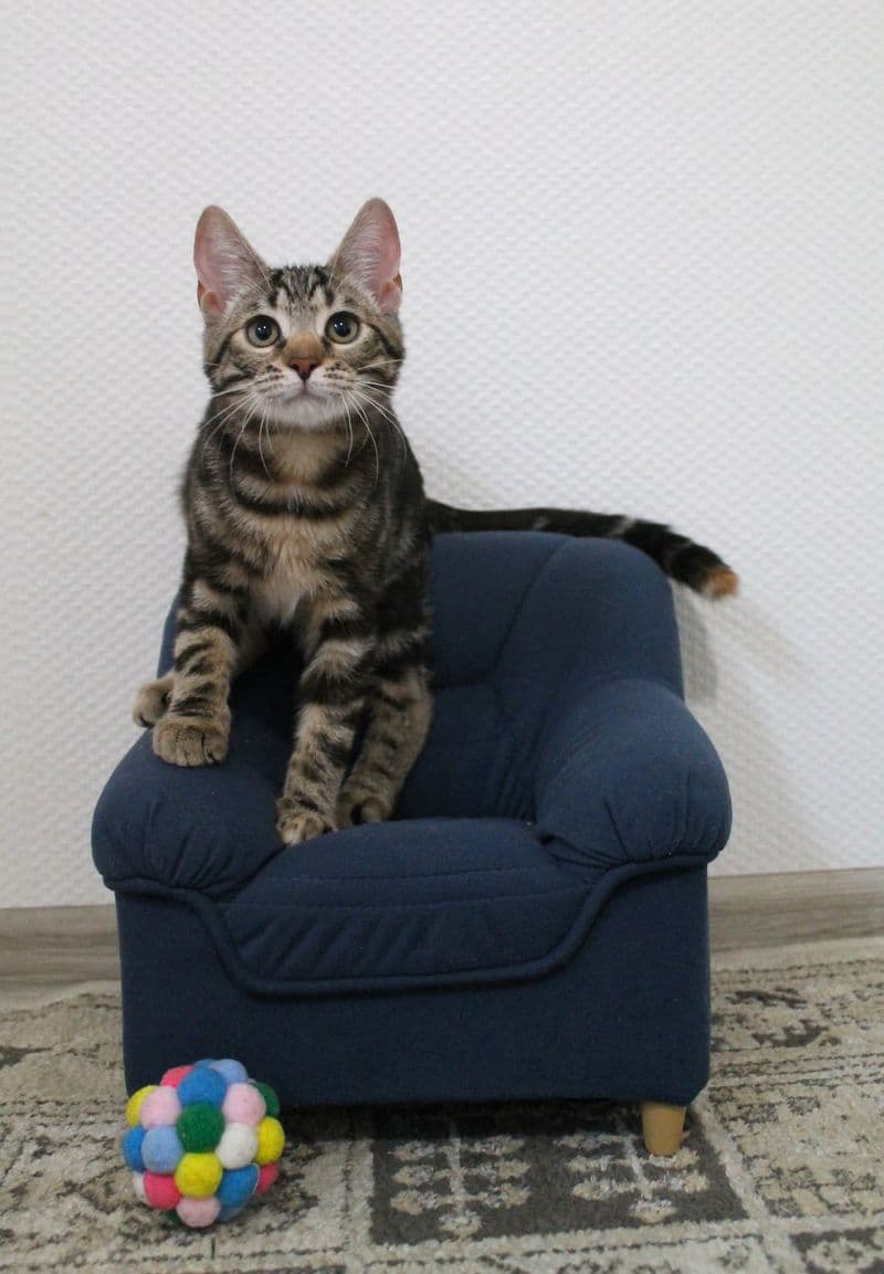 Tigra