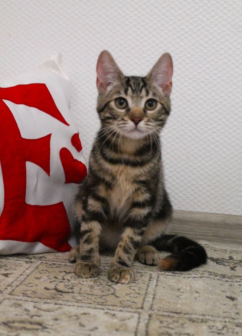 Tigra
