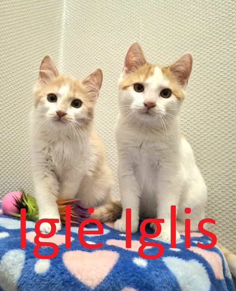 Iglė ir Iglis
