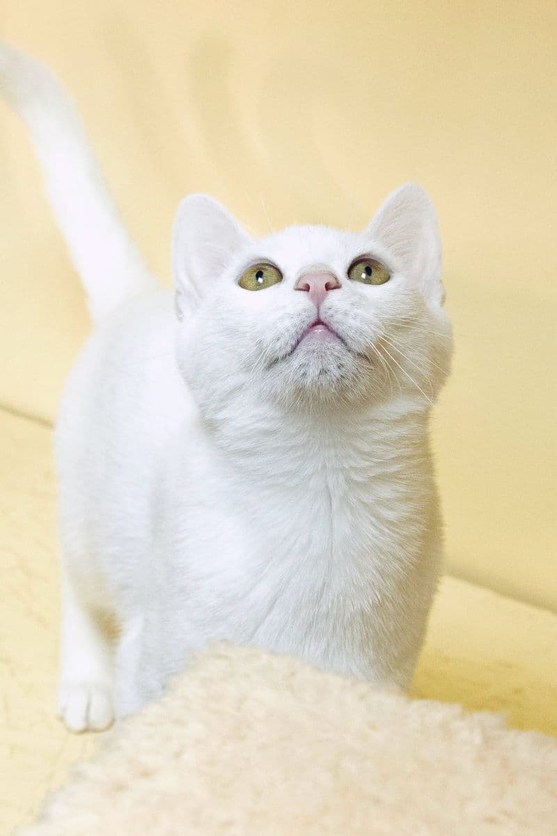 Zuzi