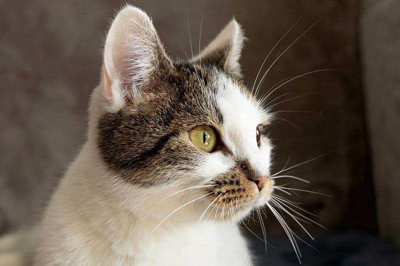 Tarantė