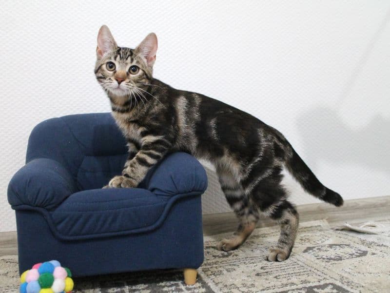 Tigra