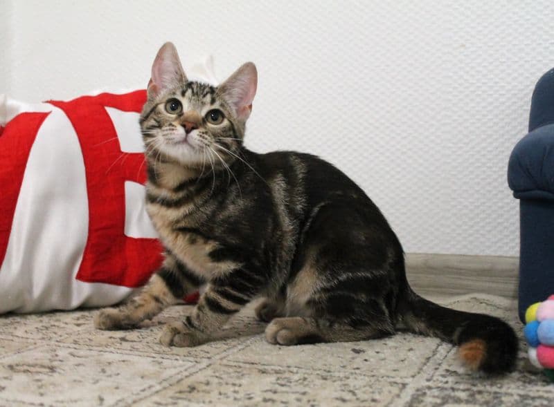 Tigra