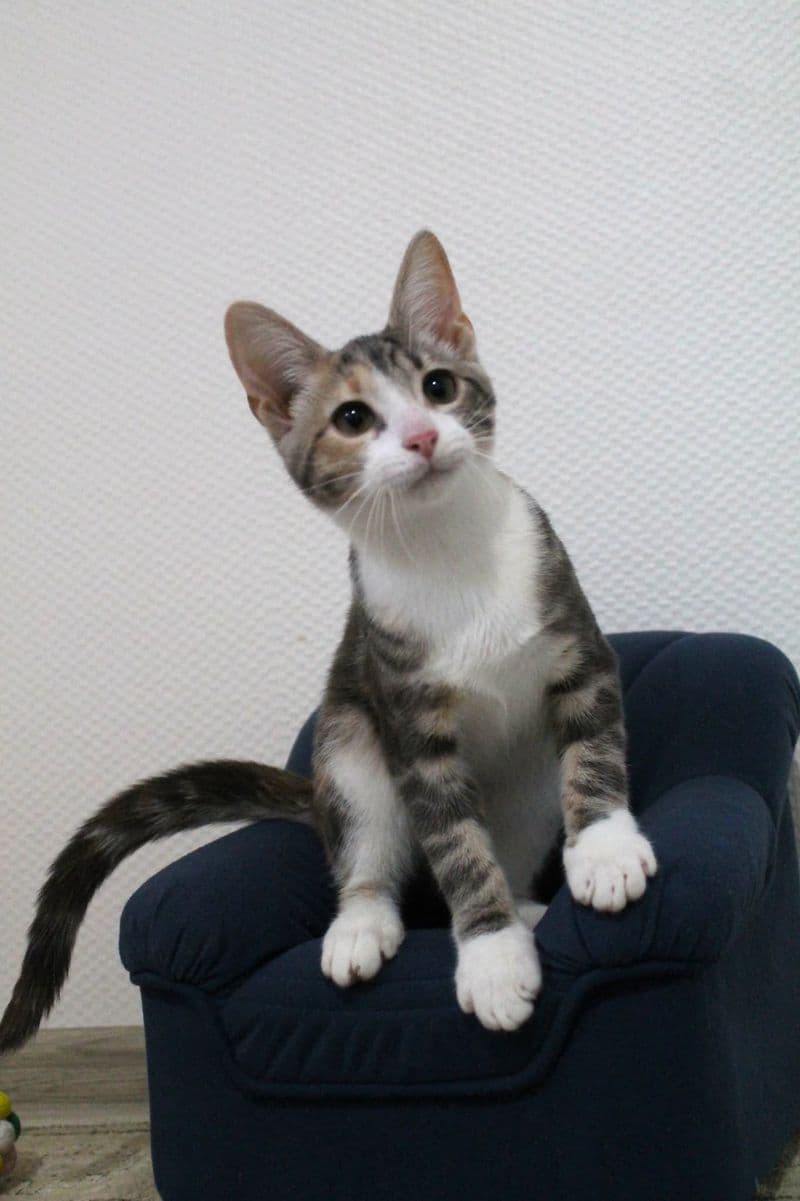 Tilė