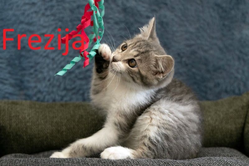 Frezija
