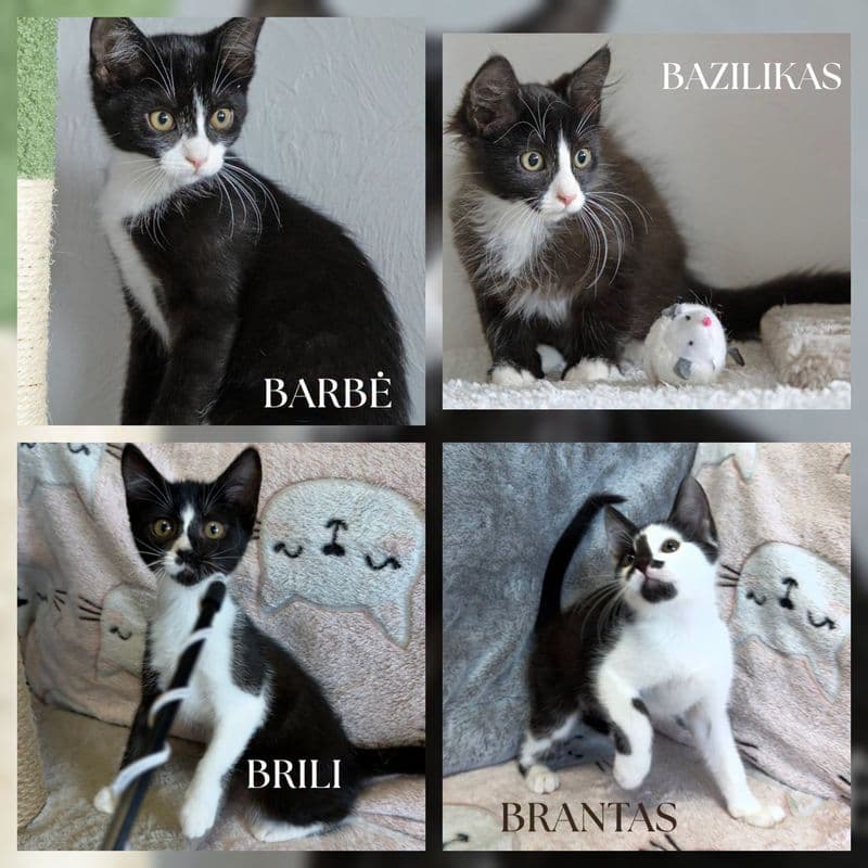 Barbė, Brili, Bazilikas, Brantas