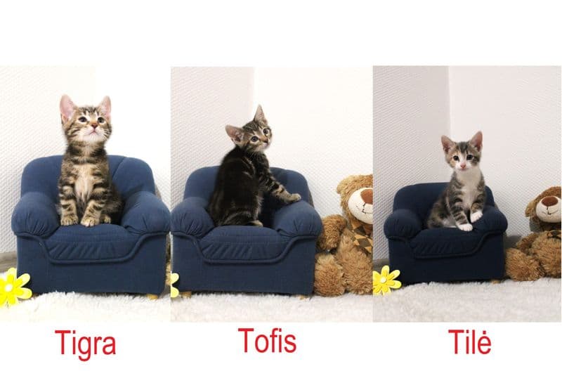 Tilė, Tigra ir Tofis