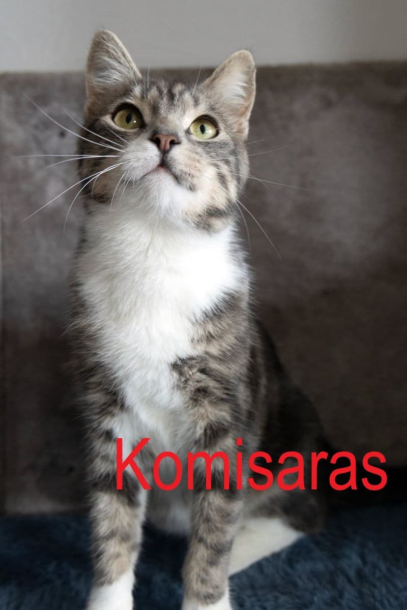 Komisaras