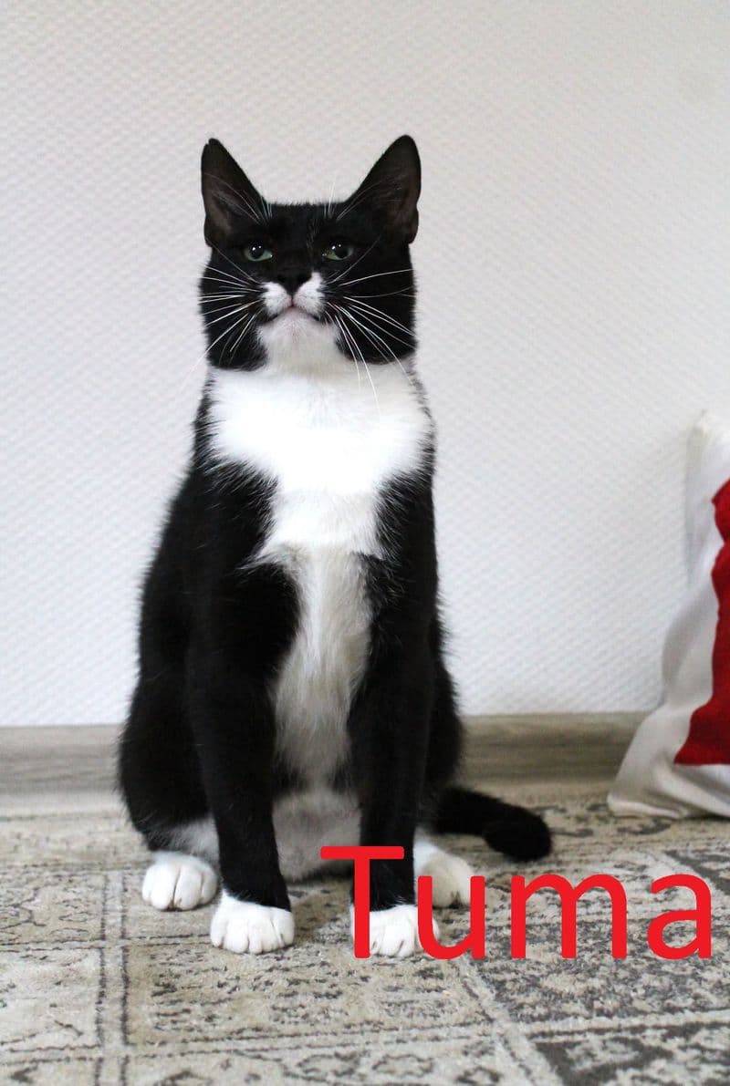 Tuma