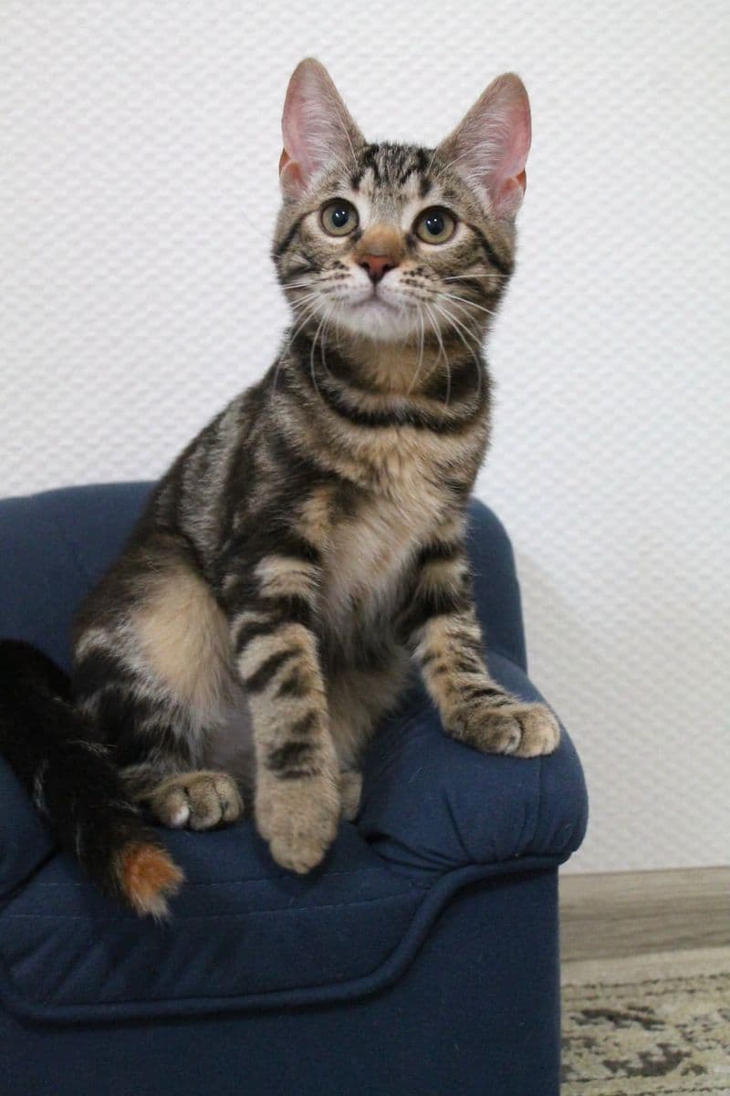 Tigra