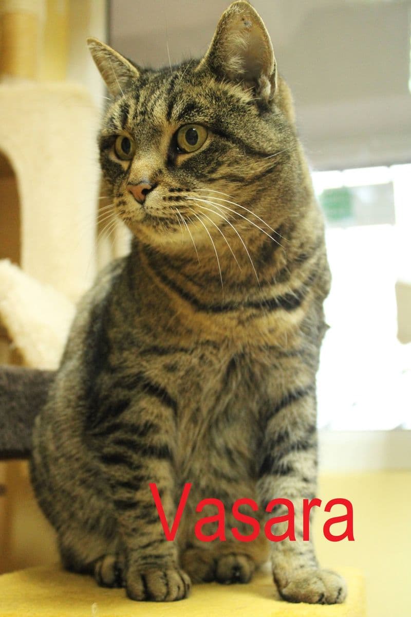 Vasara