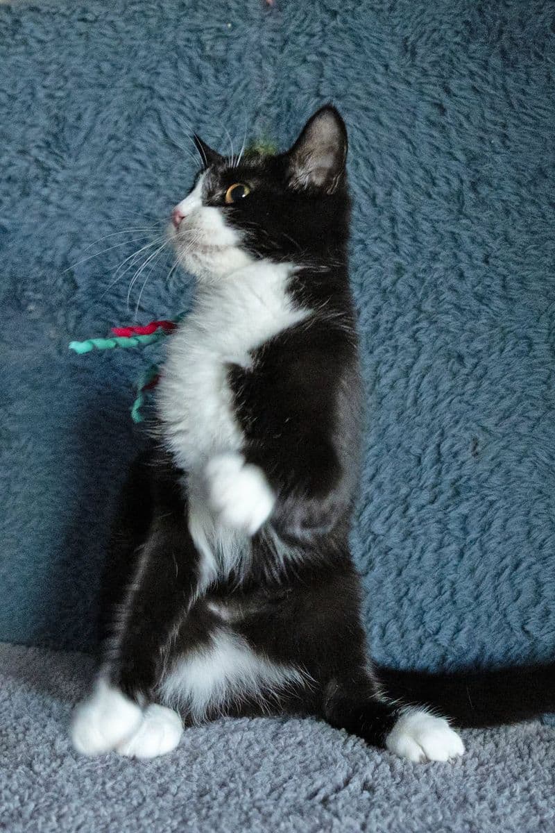 Barbė