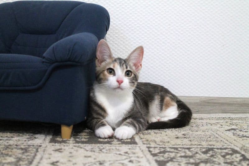 Tilė