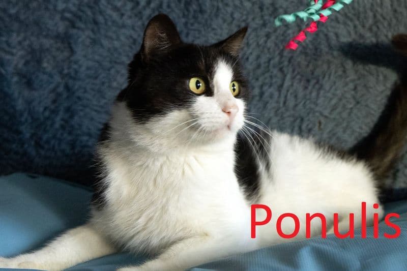 Ponulis