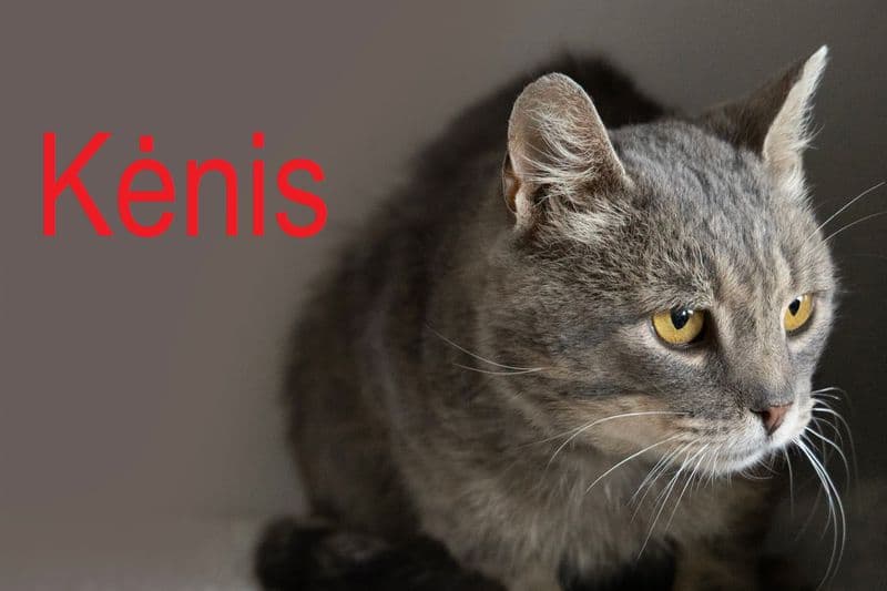 Kėnis