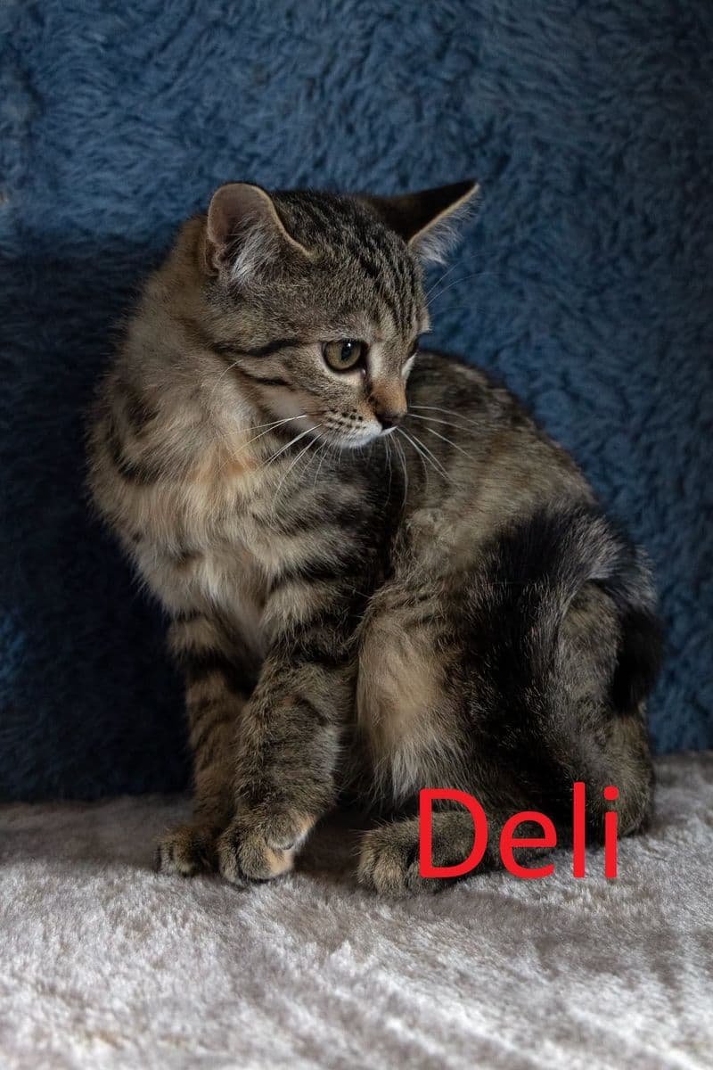 Deli