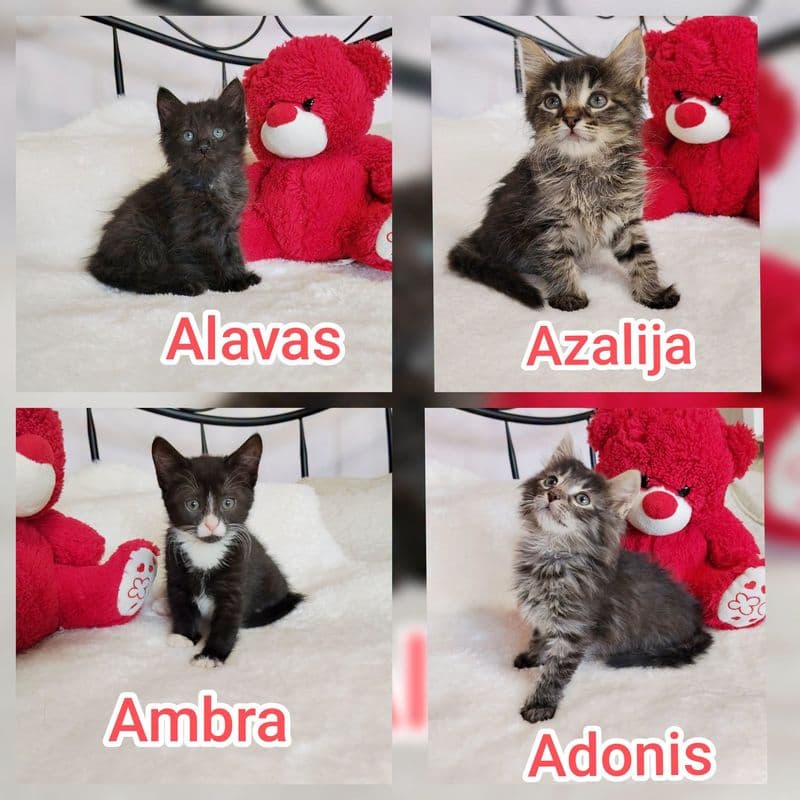 Ambra, Azalija, Alavas, Adonis