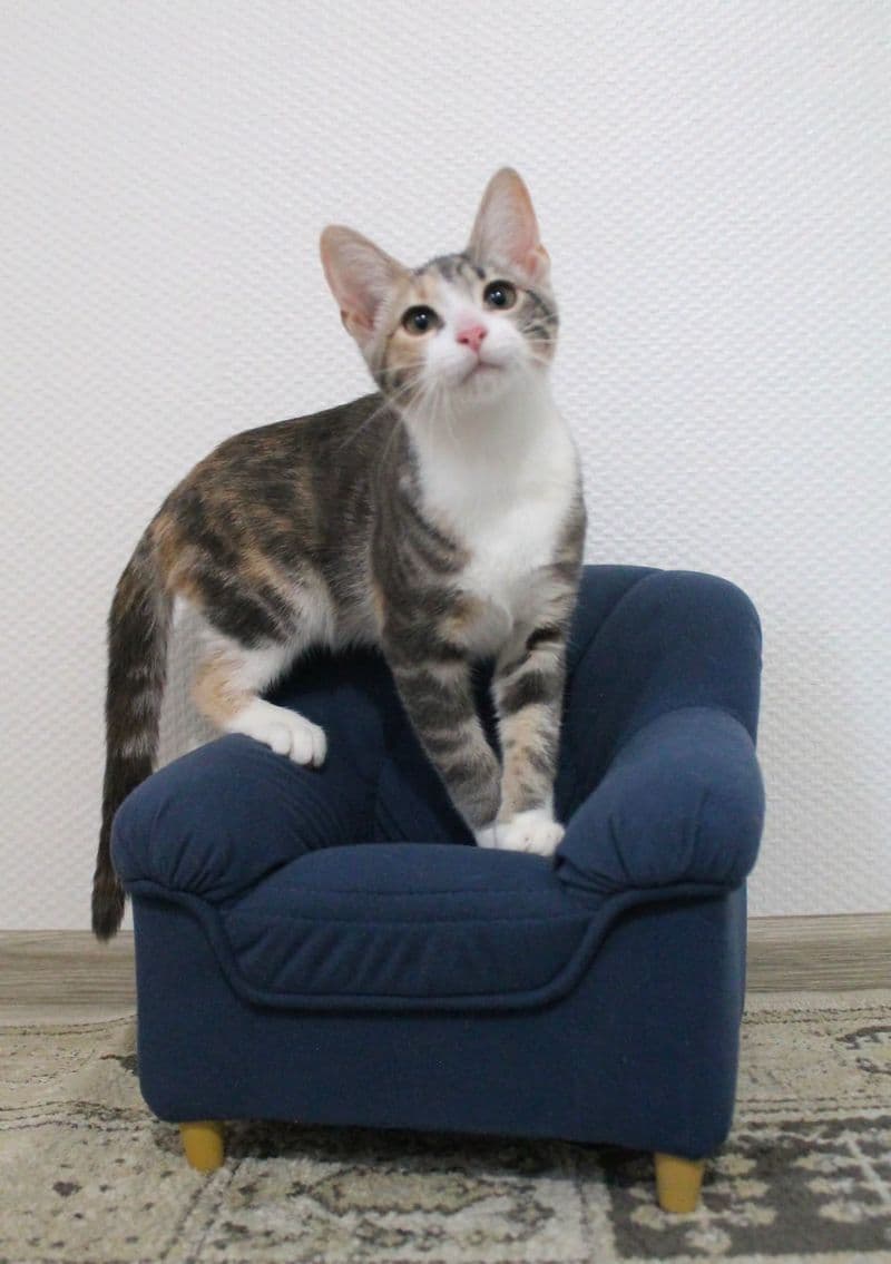 Tilė