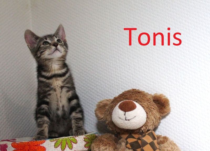 Tonis