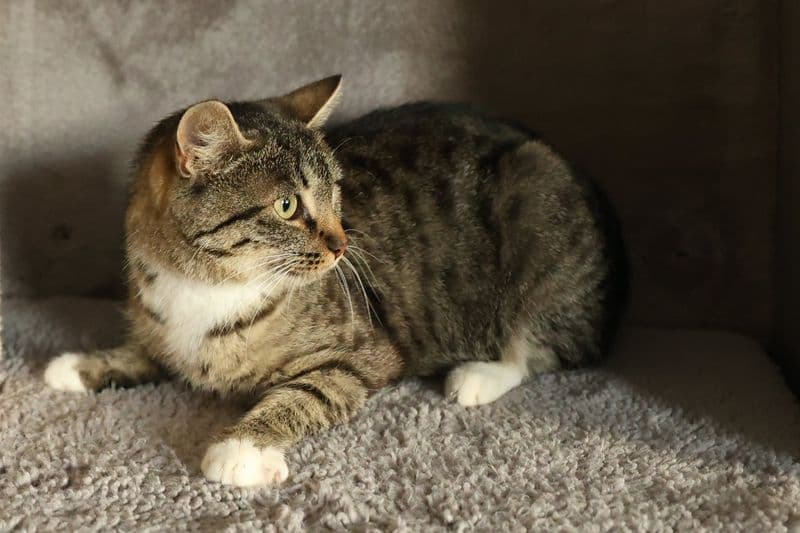 Upė