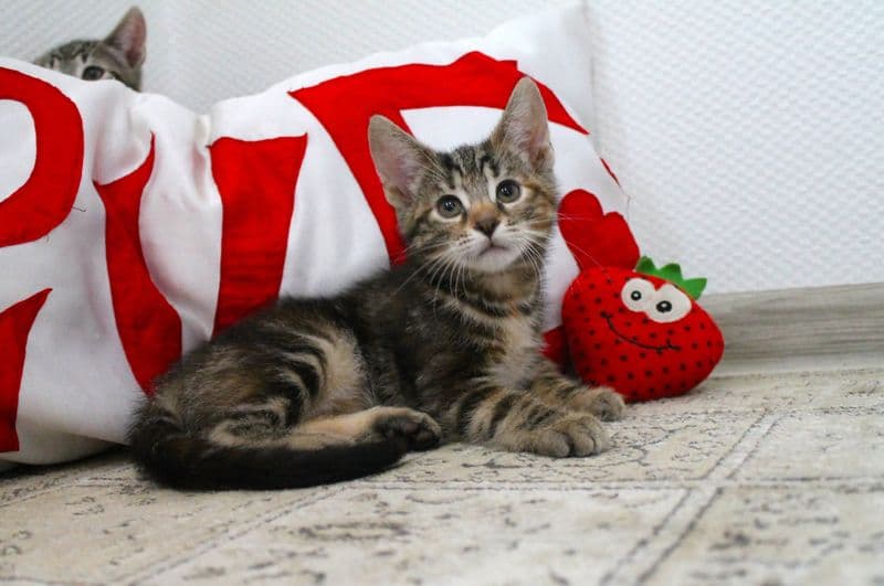 Tera ir Tonis