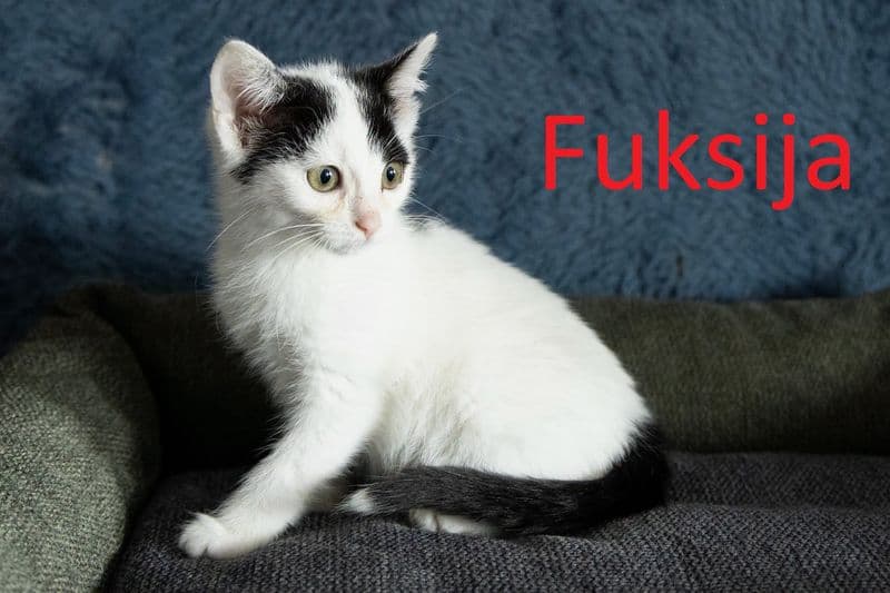 Fuksija