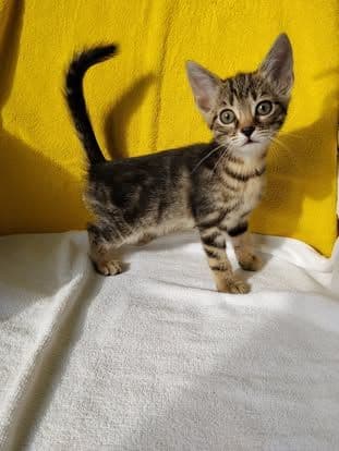 Sora