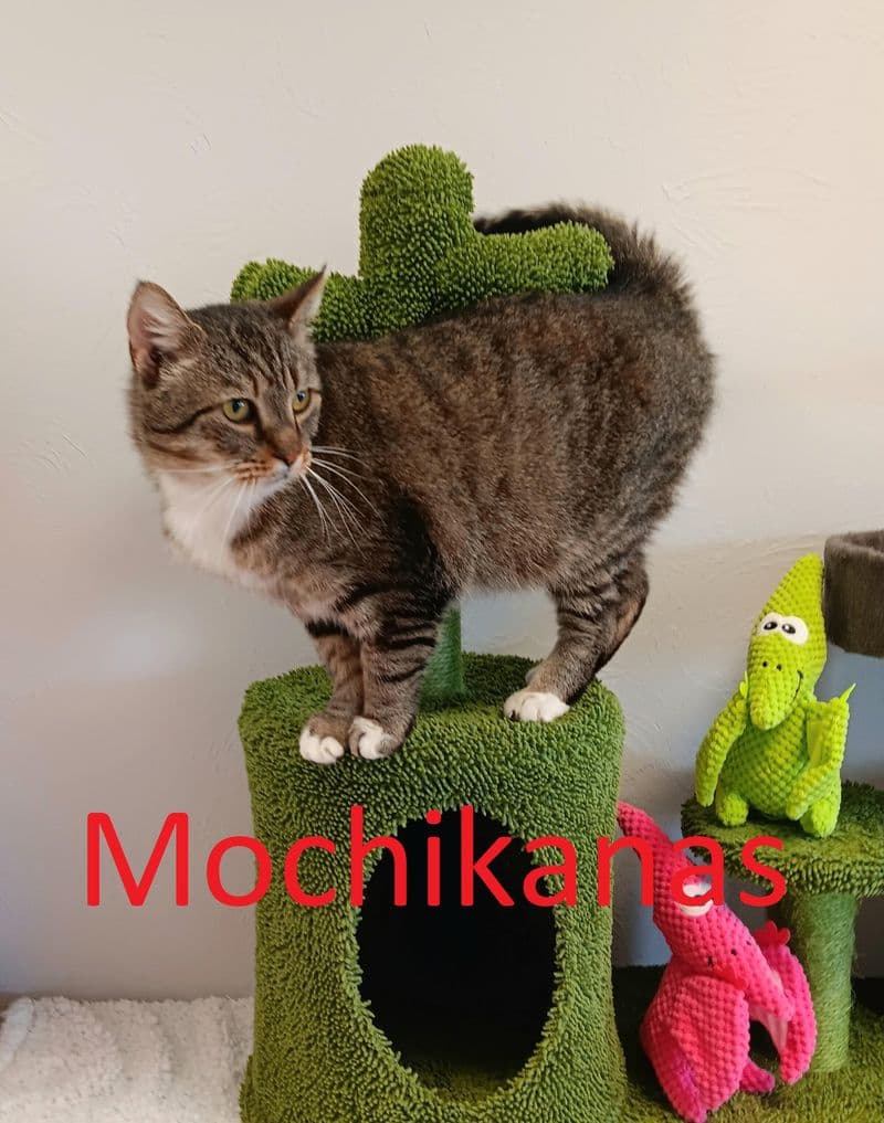 Mochikanas