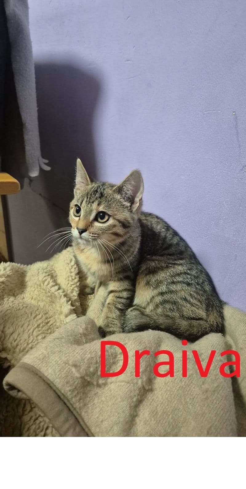 Draiva