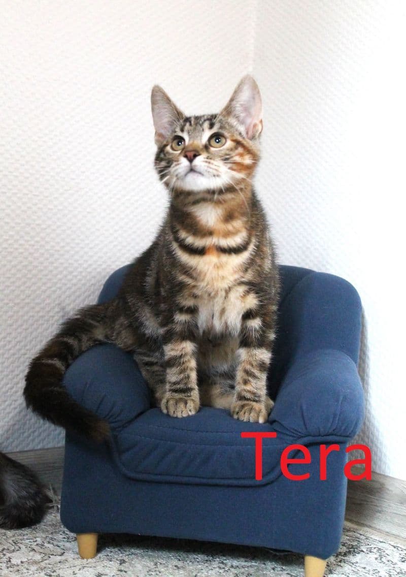 Tera