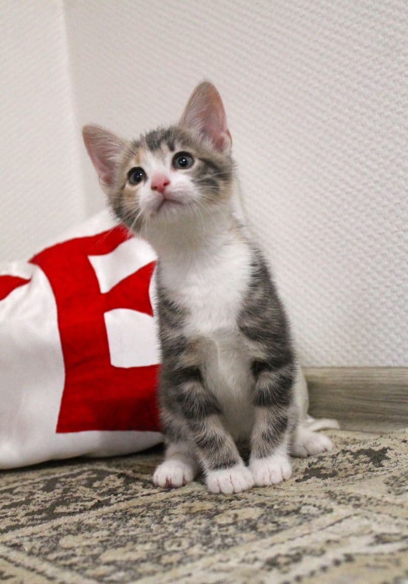Tilė, Tigra ir Tofis