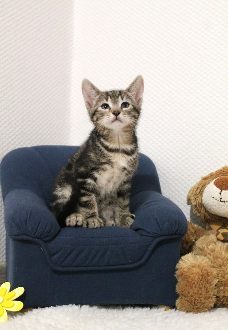Tera ir Tonis