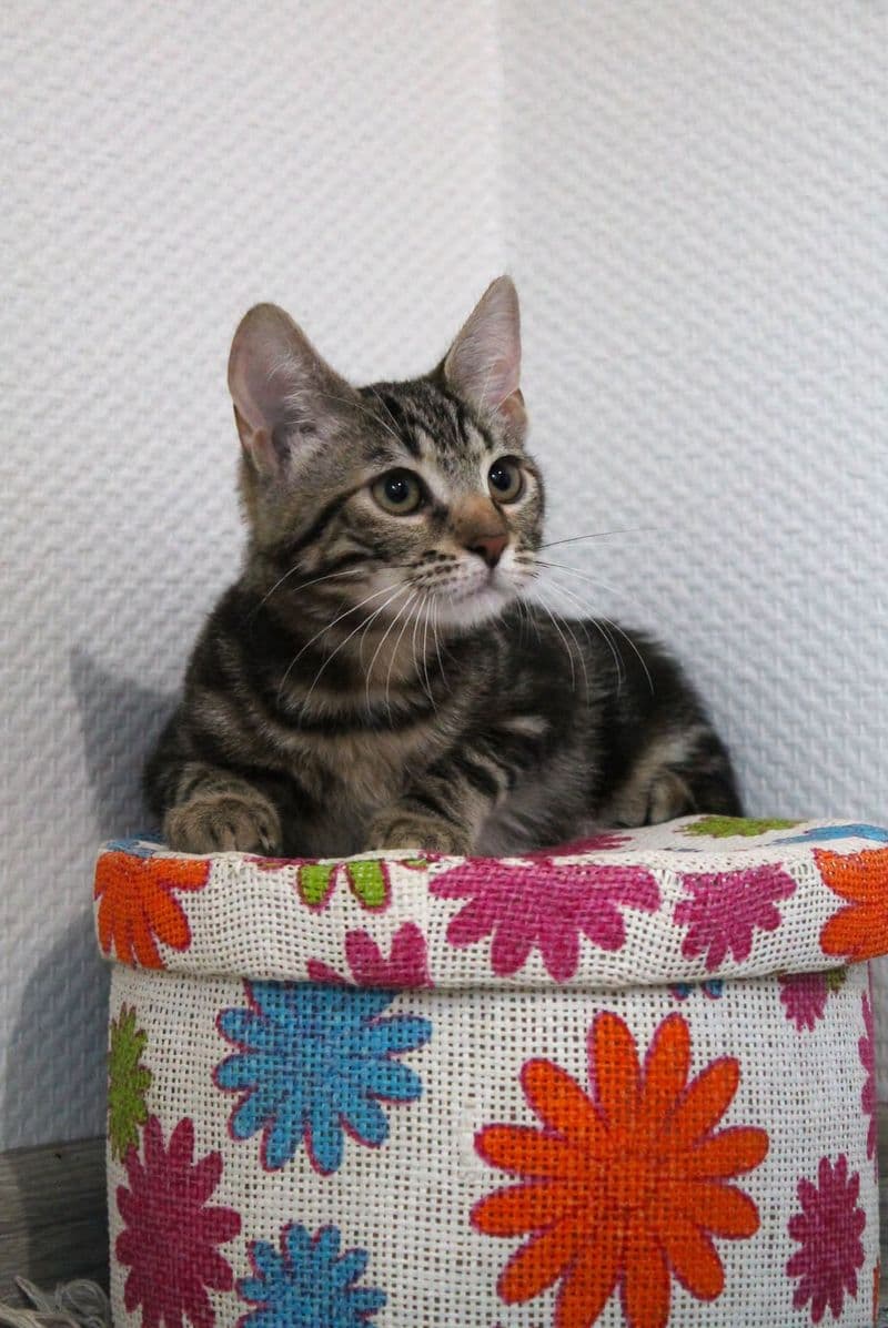 Tigra