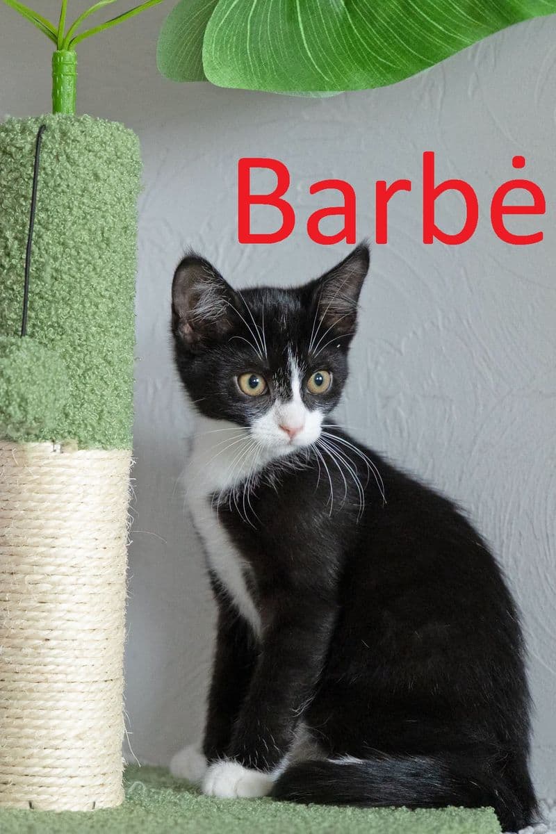 Barbė
