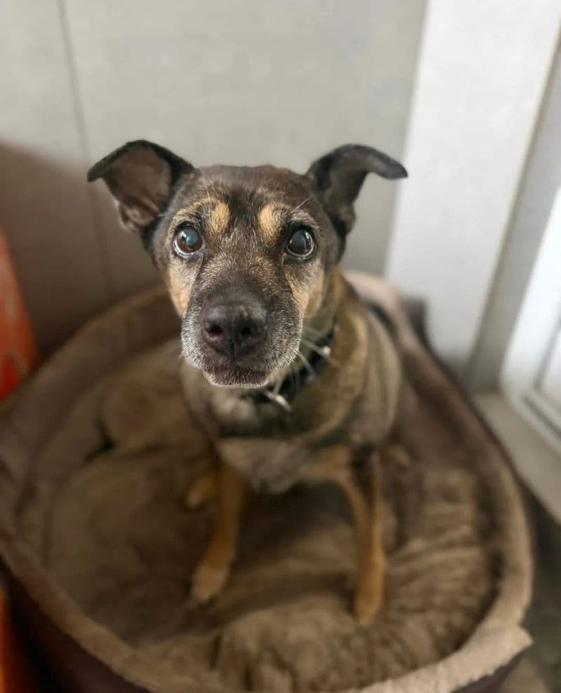 Indi