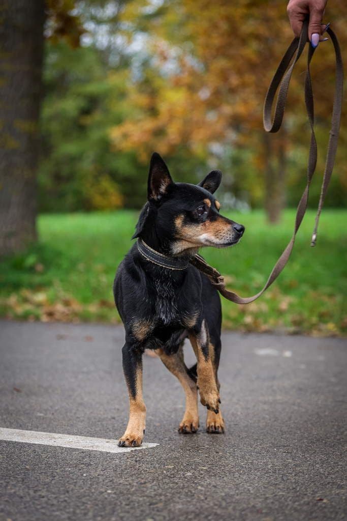 Maestro