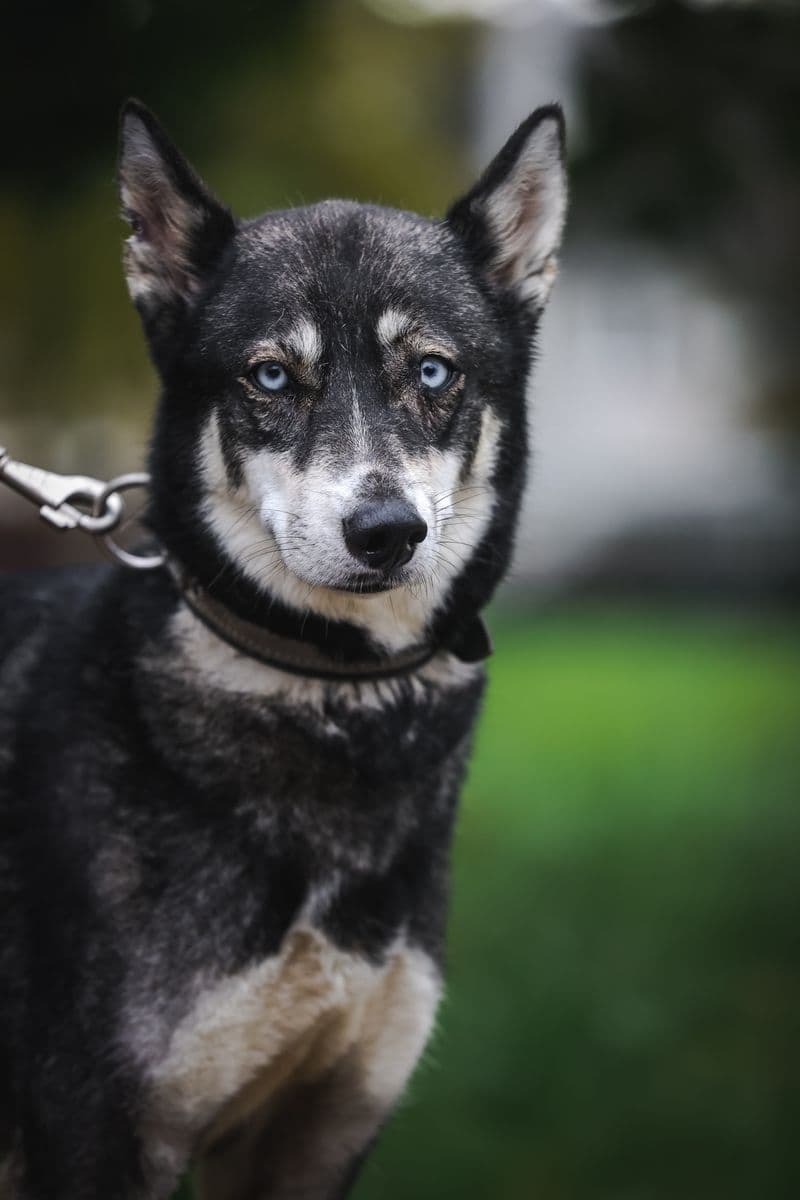 Aika