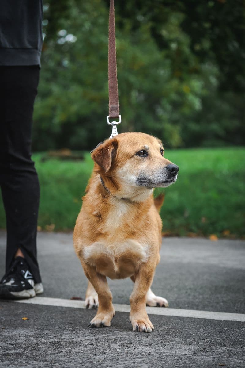 Deizė