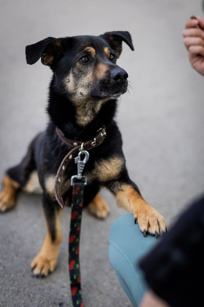 Valio