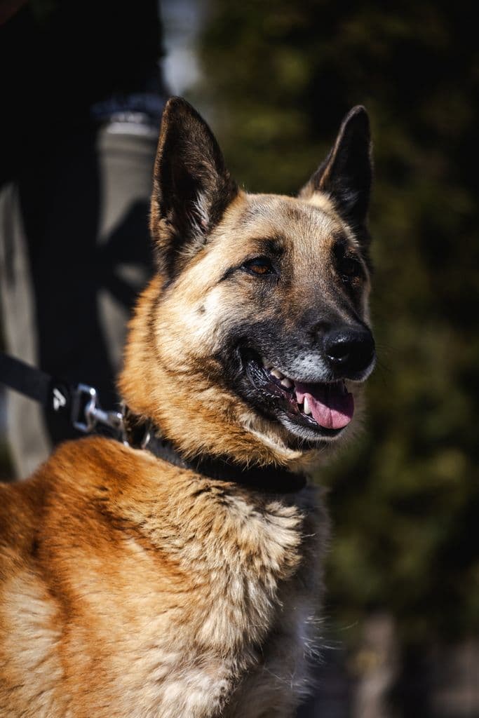Akela