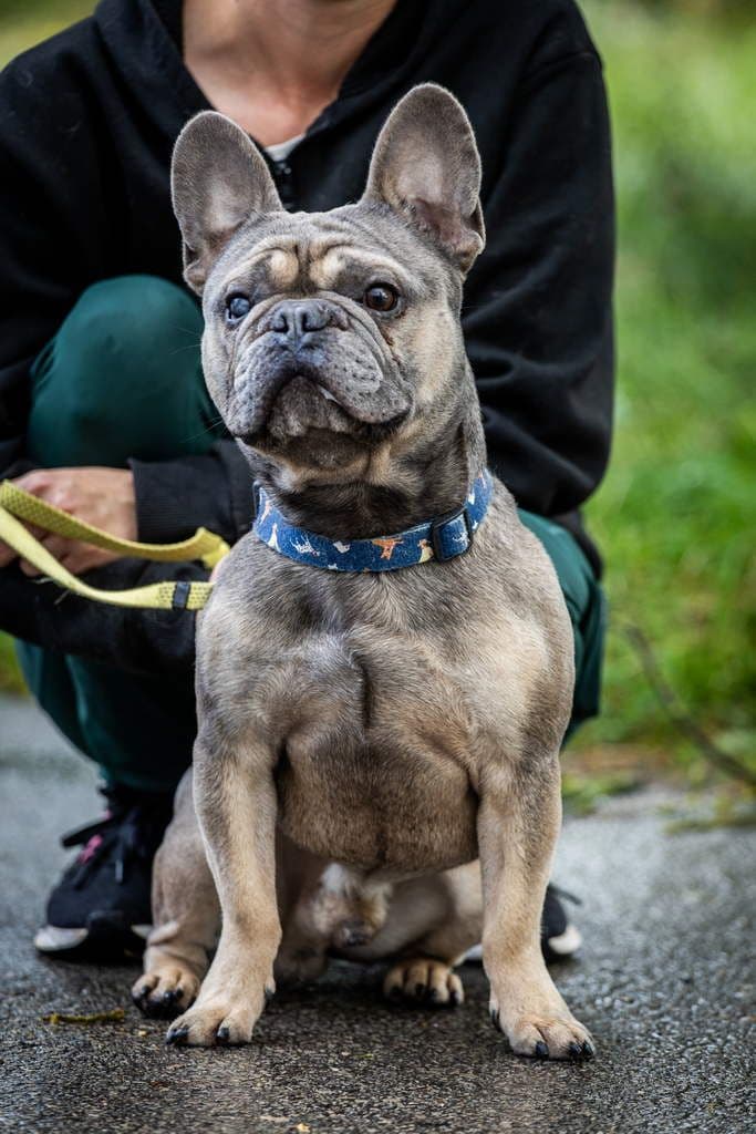 Bruno