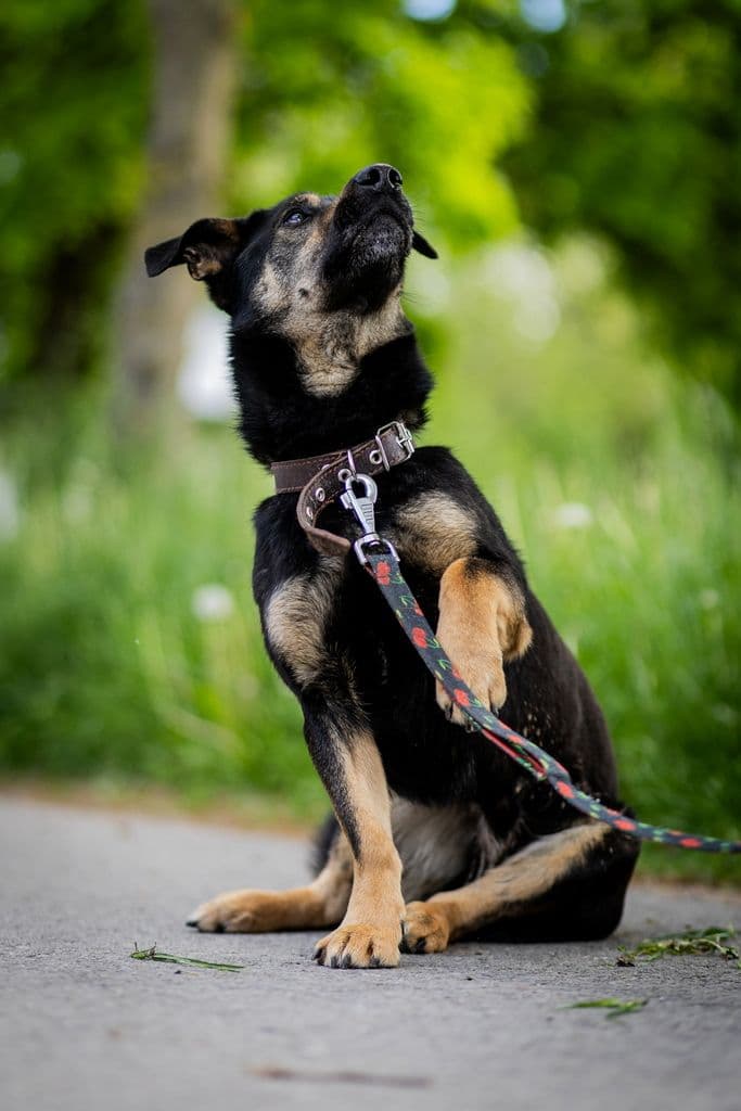 Valio