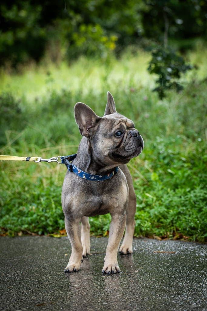 Bruno