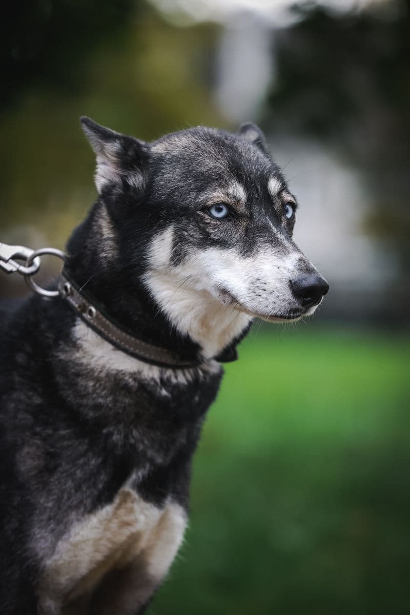 Aika