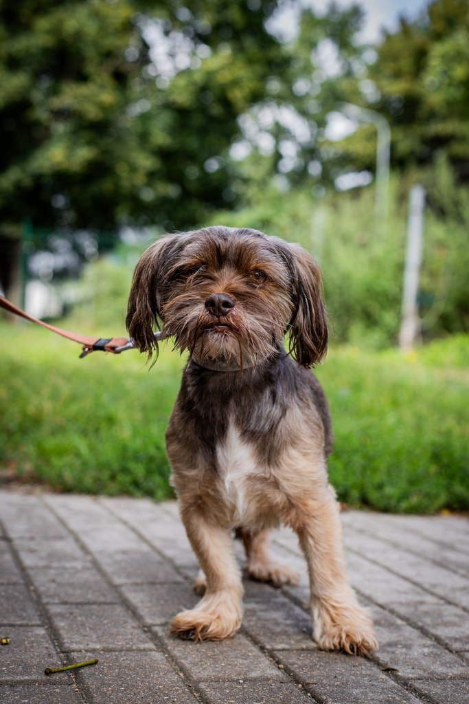 Pupis