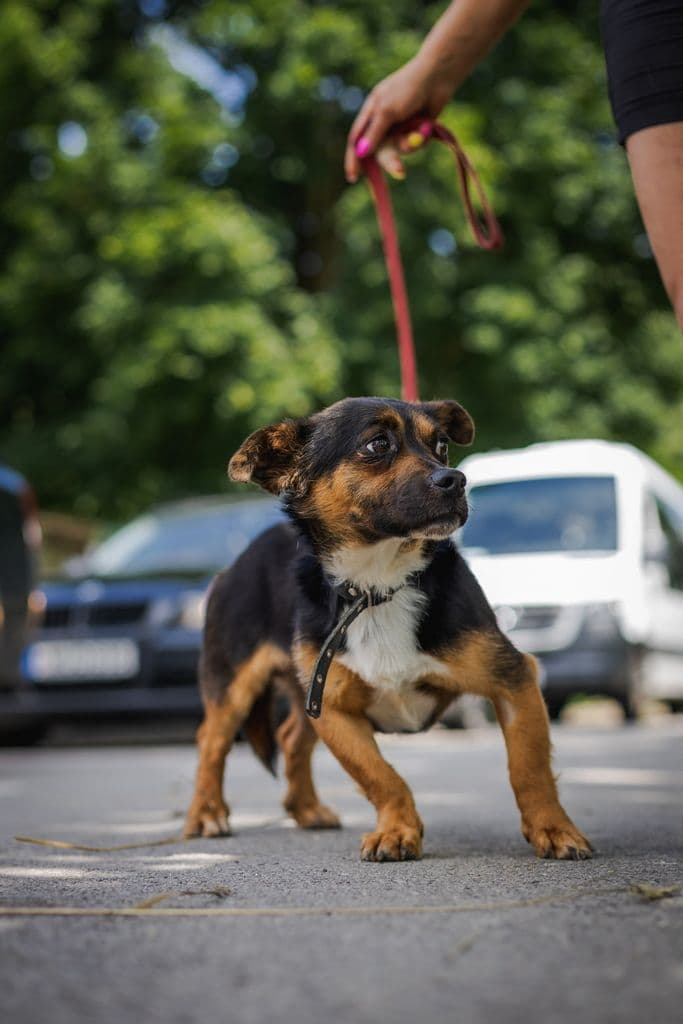 Enzo