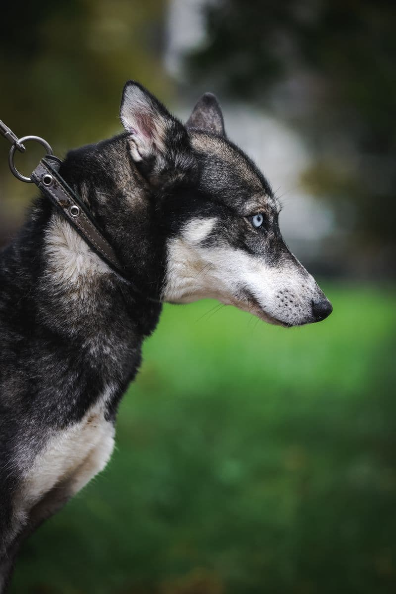 Aika