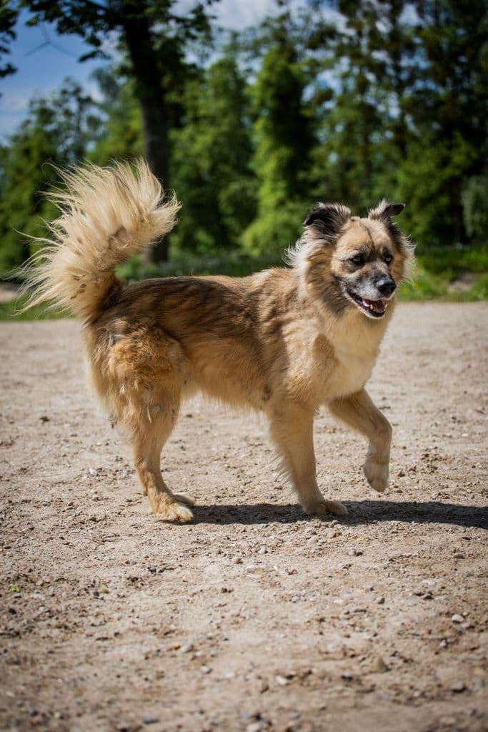 Mačo