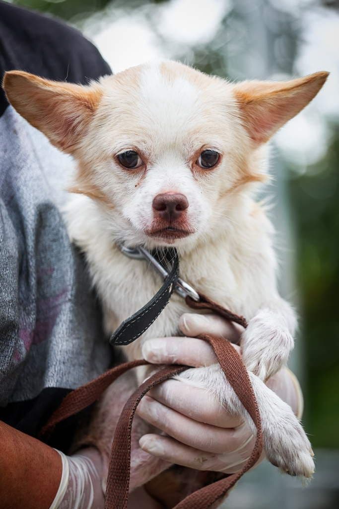 Bifas