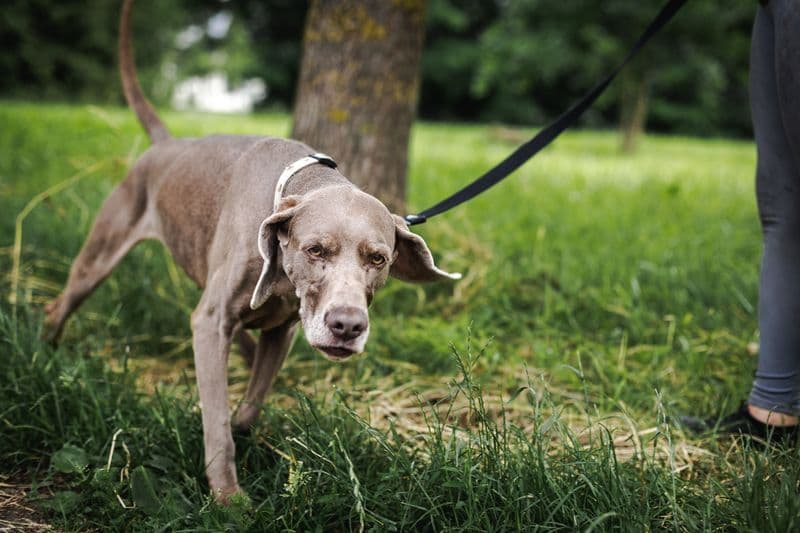 Uma